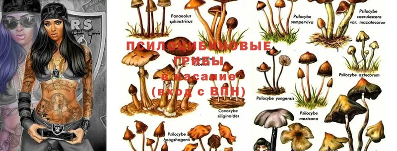 Псилоцибиновые грибы Magic Shrooms  Когалым 